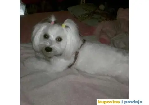 MALTEZER - cistokrvni stenci - 10/10