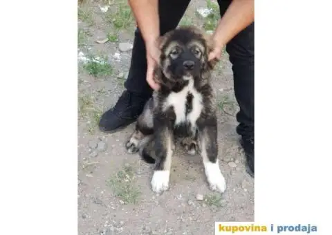 KAVKASKI OVCAR - prvobirano zensko stene - 1/3