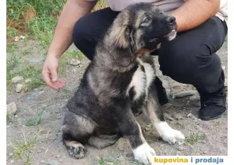 KAVKASKI OVCAR - prvobirano zensko stene - 2/3