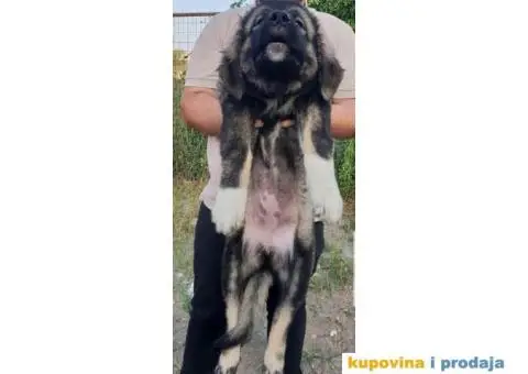 KAVKASKI OVCAR - prvobirano zensko stene - 3/3