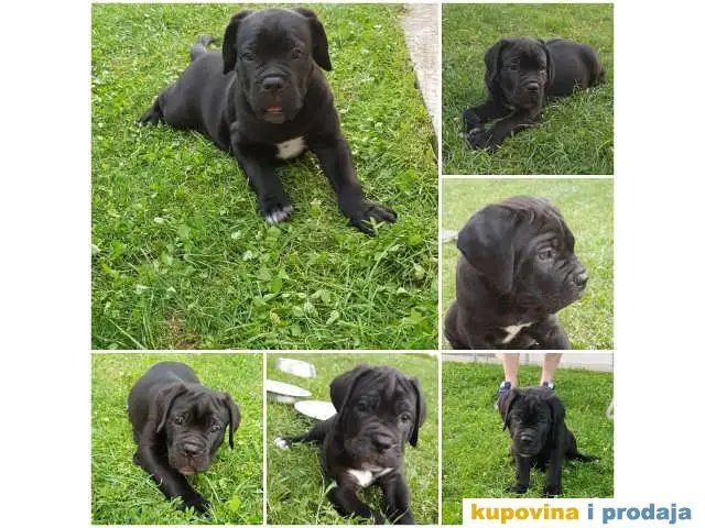 CANE CORSO stenci izluzetne krvne linije - 1