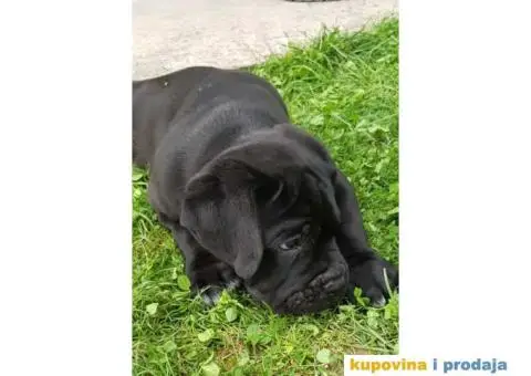 CANE CORSO stenci izluzetne krvne linije - 9/10