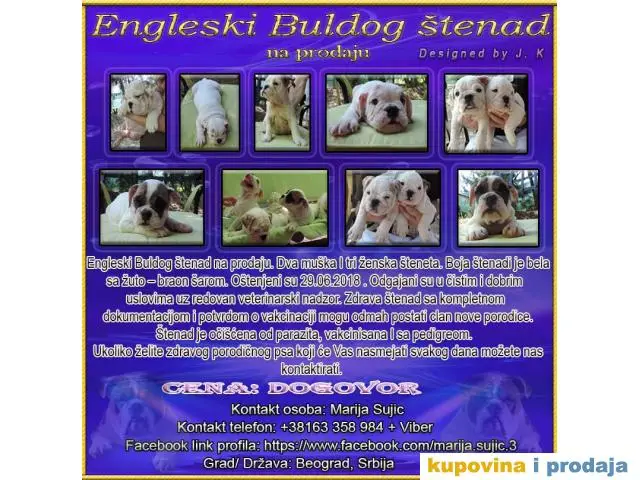 Engleski Buldog štenad na prodaju - 1