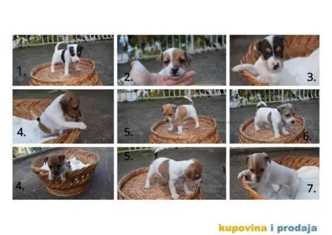 DZEK RASEL TERIJER - stenci - 1/6