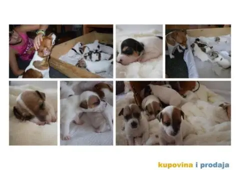 DZEK RASEL TERIJER - stenci - 2/6