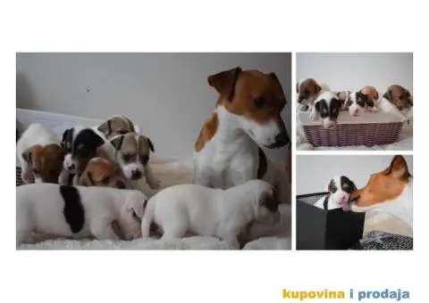 DZEK RASEL TERIJER - stenci - 3/6