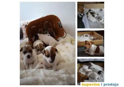 DZEK RASEL TERIJER - stenci - 5/6