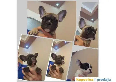 FRANCUSKI BULDOG - stenci sampionskog porekla