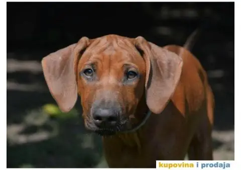 RODEZIJSKI RIDZBEK stenci izlozbenog potencijala - 1/7