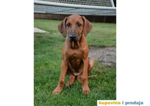 RODEZIJSKI RIDZBEK stenci izlozbenog potencijala - 2/7