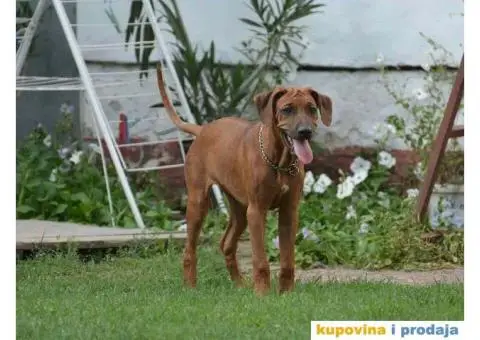 RODEZIJSKI RIDZBEK stenci izlozbenog potencijala - 3/7