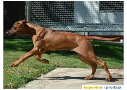 RODEZIJSKI RIDZBEK stenci izlozbenog potencijala - 4/7