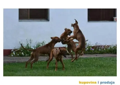 RODEZIJSKI RIDZBEK stenci izlozbenog potencijala - 5/7