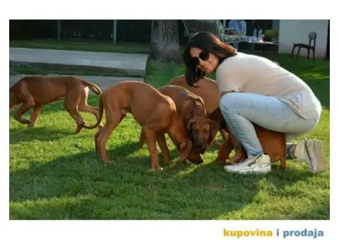 RODEZIJSKI RIDZBEK stenci izlozbenog potencijala - 6/7