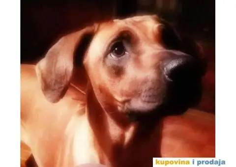 RODEZIJSKI RIDZBEK stenci izlozbenog potencijala - 7/7