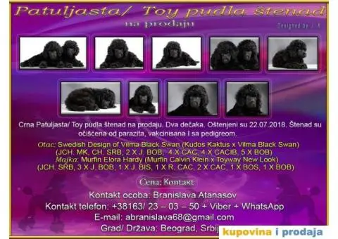 Crna Patuljasta/ Toy pudla štenad na prodaju - 1/10