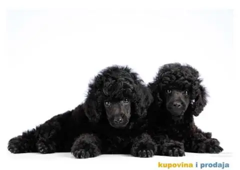 Crna Patuljasta/ Toy pudla štenad na prodaju - 2/10