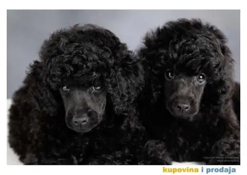 Crna Patuljasta/ Toy pudla štenad na prodaju - 3/10