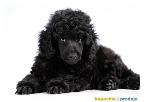 Crna Patuljasta/ Toy pudla štenad na prodaju - 4/10