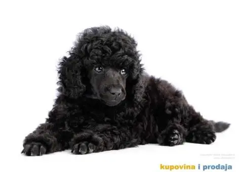 Crna Patuljasta/ Toy pudla štenad na prodaju - 5/10