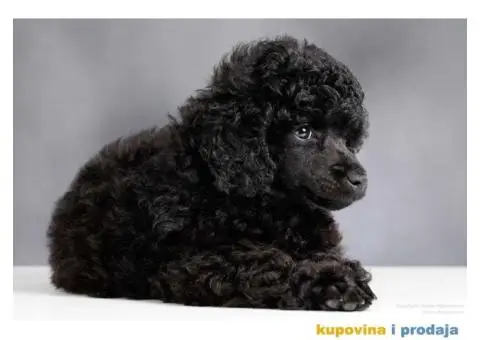 Crna Patuljasta/ Toy pudla štenad na prodaju - 6/10