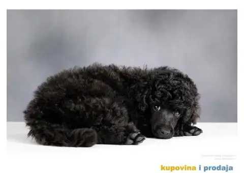 Crna Patuljasta/ Toy pudla štenad na prodaju - 7/10
