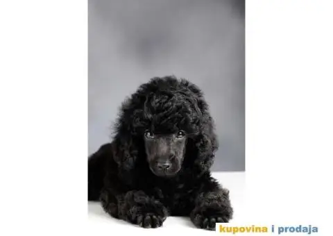 Crna Patuljasta/ Toy pudla štenad na prodaju - 8/10