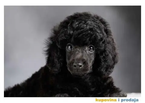 Crna Patuljasta/ Toy pudla štenad na prodaju - 9/10