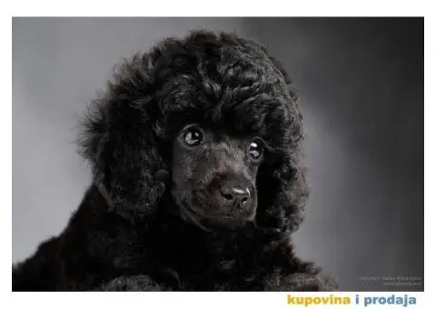 Crna Patuljasta/ Toy pudla štenad na prodaju - 10/10