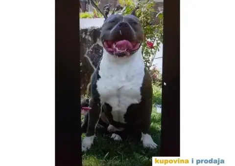 Američki Stafordski Terijer štenad na prodaju - 1/9