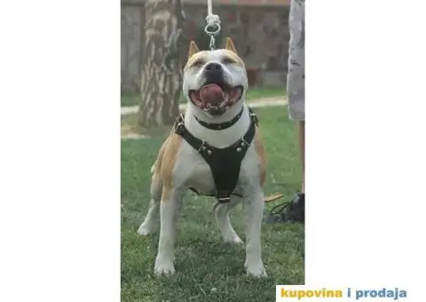 Američki Stafordski Terijer štenad na prodaju - 2/9