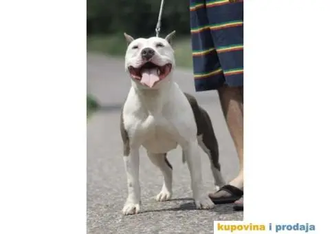 Američki Stafordski Terijer štenad na prodaju - 3/9