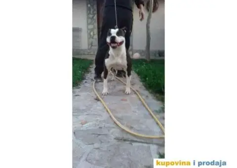 Američki Stafordski Terijer štenad na prodaju - 4/9