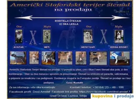 Američki Stafordski Terijer štenad na prodaju - 5/9