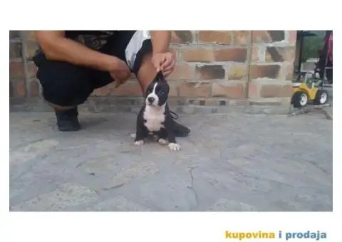 Američki Stafordski Terijer štenad na prodaju - 6/9