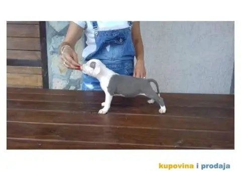 Američki Stafordski Terijer štenad na prodaju - 7/9