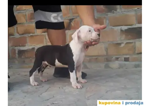 Američki Stafordski Terijer štenad na prodaju - 8/9