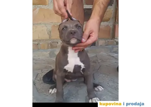 Američki Stafordski Terijer štenad na prodaju - 9/9