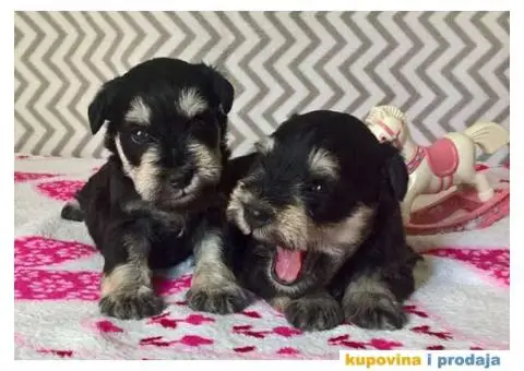 Dve zenke crno-srebrnih PATULJASTIH SNAUCERA - 1/5