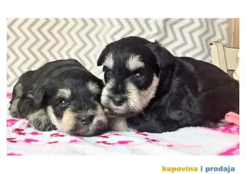 Dve zenke crno-srebrnih PATULJASTIH SNAUCERA - 2/5