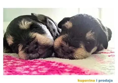 Dve zenke crno-srebrnih PATULJASTIH SNAUCERA - 3/5