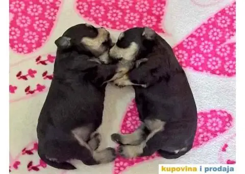 Dve zenke crno-srebrnih PATULJASTIH SNAUCERA - 4/5