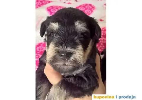 Dve zenke crno-srebrnih PATULJASTIH SNAUCERA - 5/5