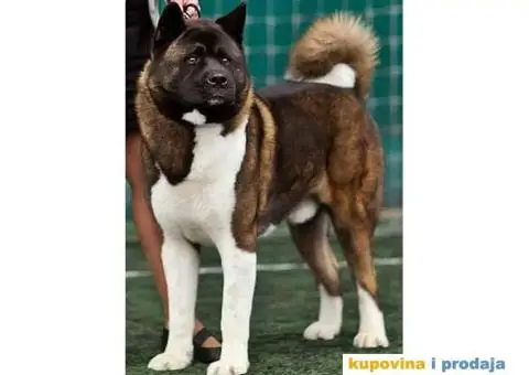 AMERICKE AKITE - odlicnog porekla - 1/6