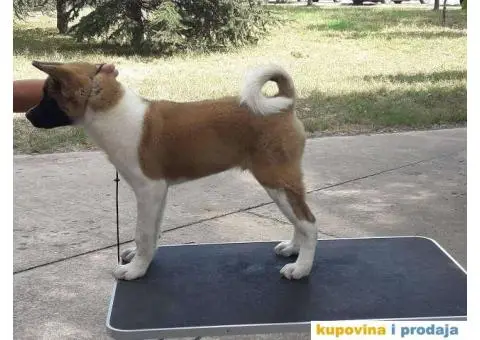 AMERICKE AKITE - odlicnog porekla - 2/6