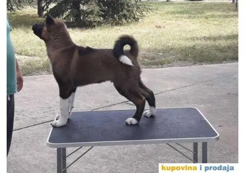 AMERICKE AKITE - odlicnog porekla - 3/6