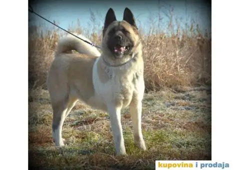 AMERICKE AKITE - odlicnog porekla - 4/6