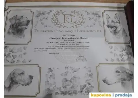 AMERICKE AKITE - odlicnog porekla - 5/6