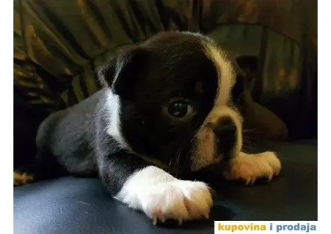 Stenci BOSTONSKOG TERIJERA - 1/5