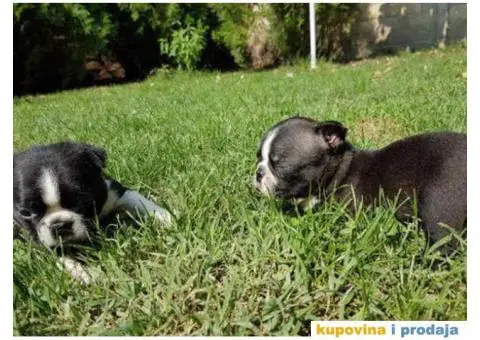 Stenci BOSTONSKOG TERIJERA - 2/5